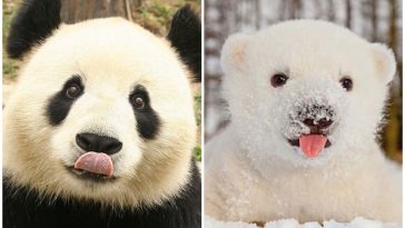 binatang lucu yang belum ada di Indonesia