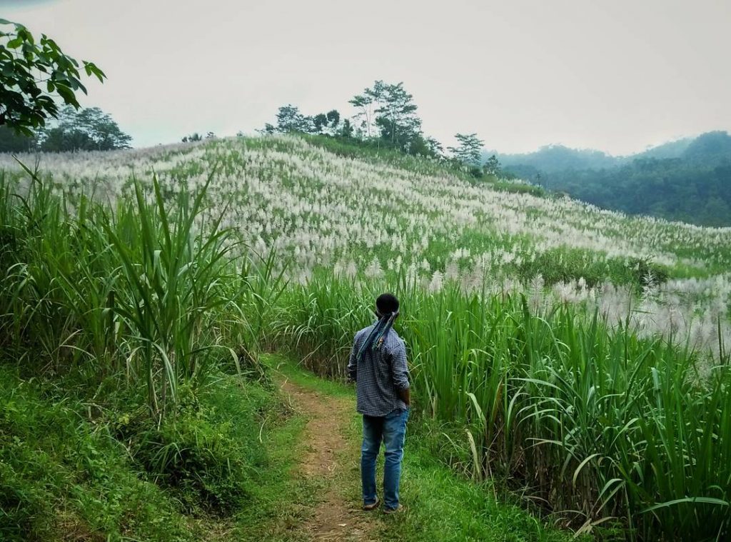 Keindahan Kebun Tebu, Wisata Unik di Kulon Progo, Yogyakarta