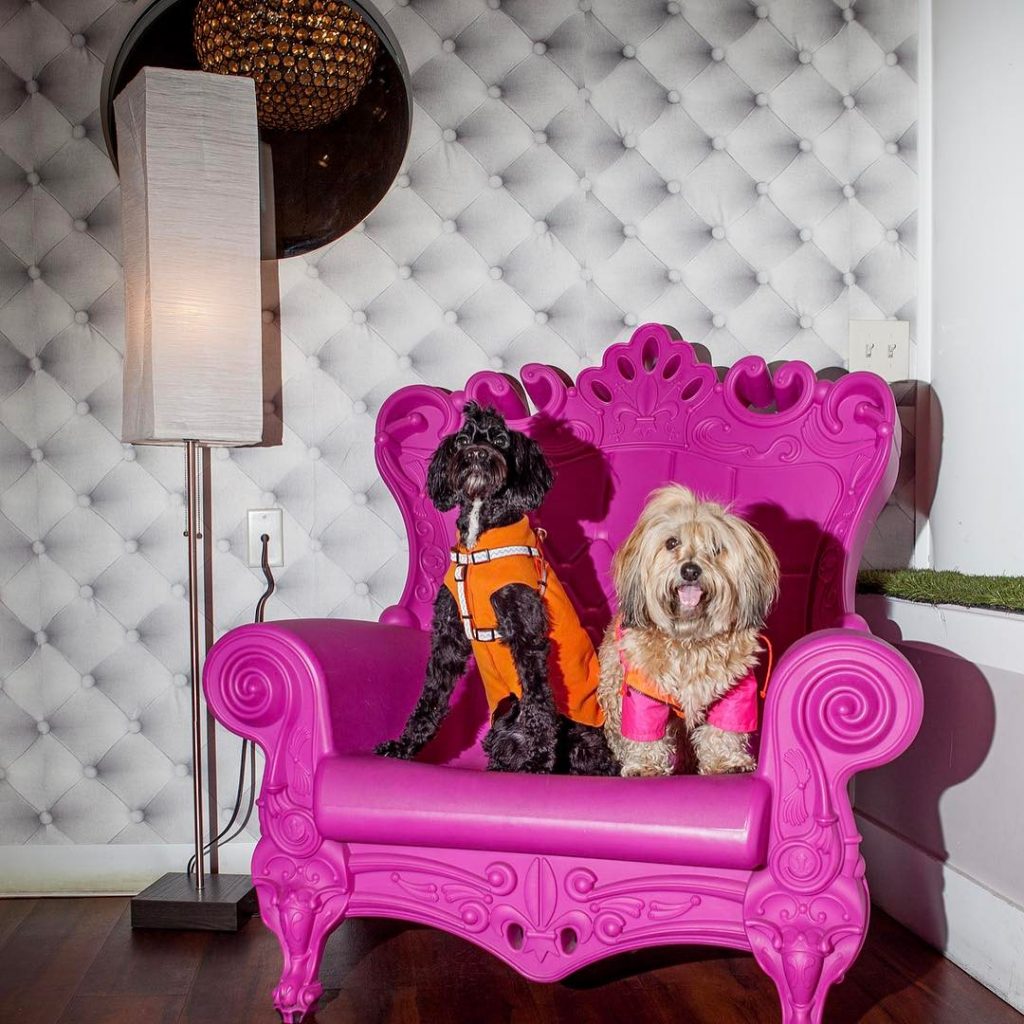 Hotel Mewah untuk Hewan, Bakalan Bikin Kamu Terheranheran