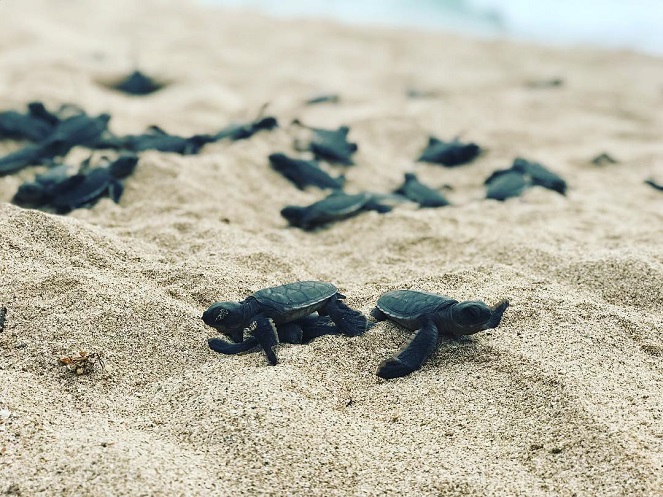 6 Wisata Berbasis Penangkaran Penyu di Jawa Timur