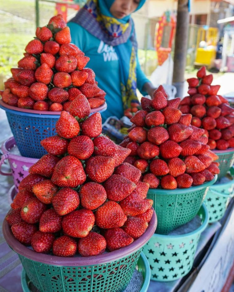6 Petik Stroberi Terkenal di Indonesia, Pesta Buah Asam Manis
