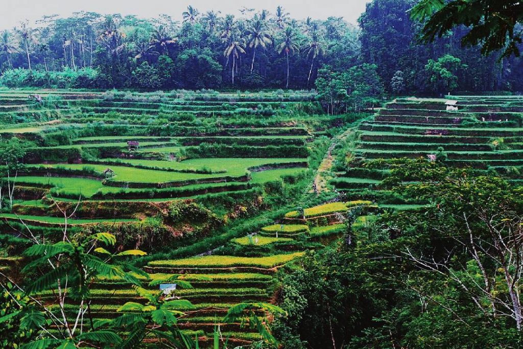 5 Lembah di Indonesia dengan Pemandangan Luar Biasa