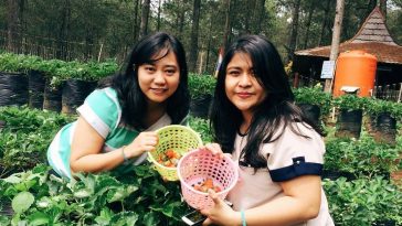 Wisata ke kebun stroberi di Bandung