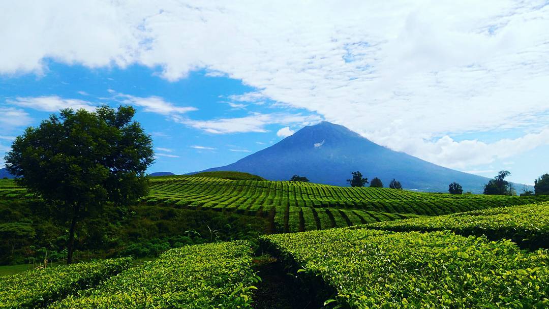 Kebun Teh Kayu Aro, Sajian Favorit Para Ratu Yang Menyimpan Kisah Kelam