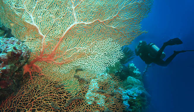 Pemandangan Bawah Laut Wakatobi