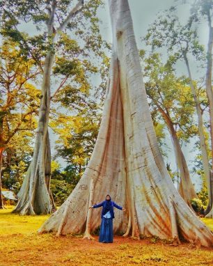 Walk Among the Giant Lian Trees in East Lombok