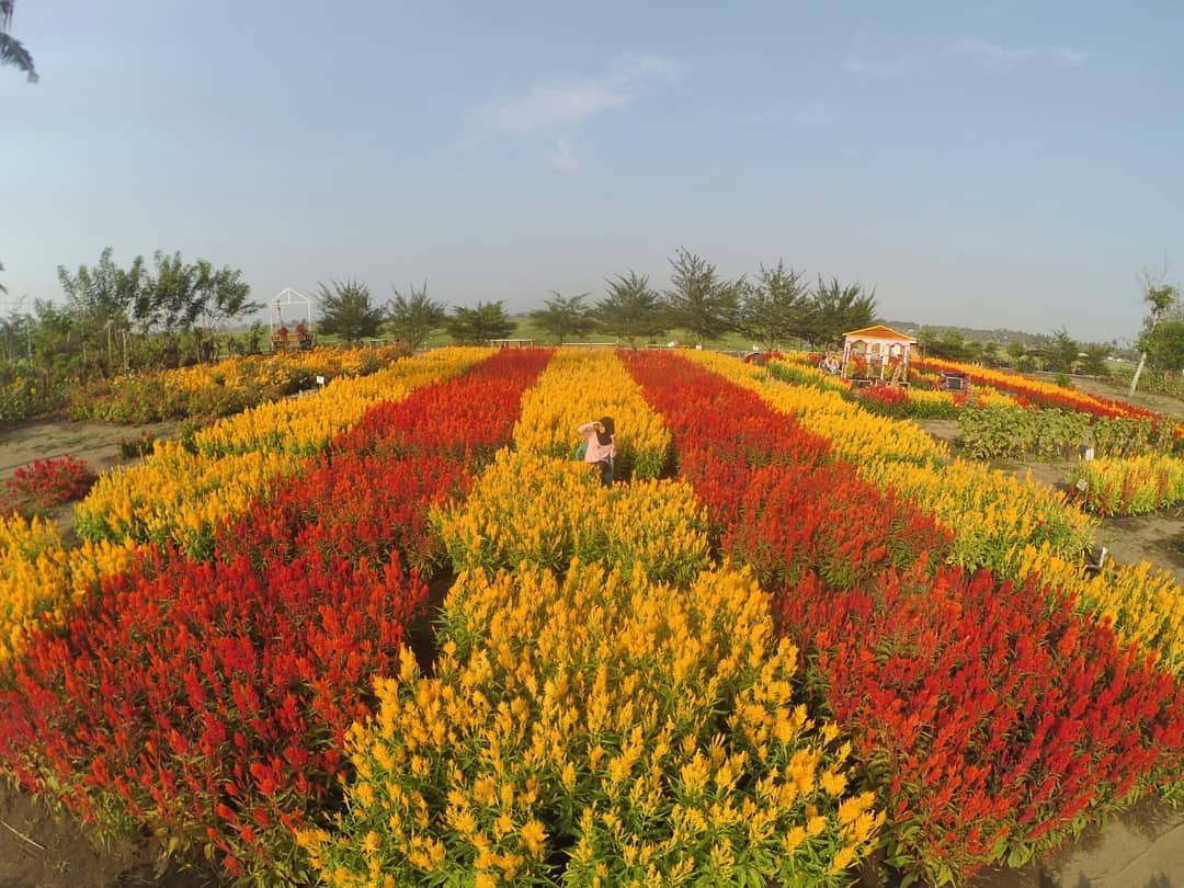 10 Most Beautiful Flower Gardens of Jogja