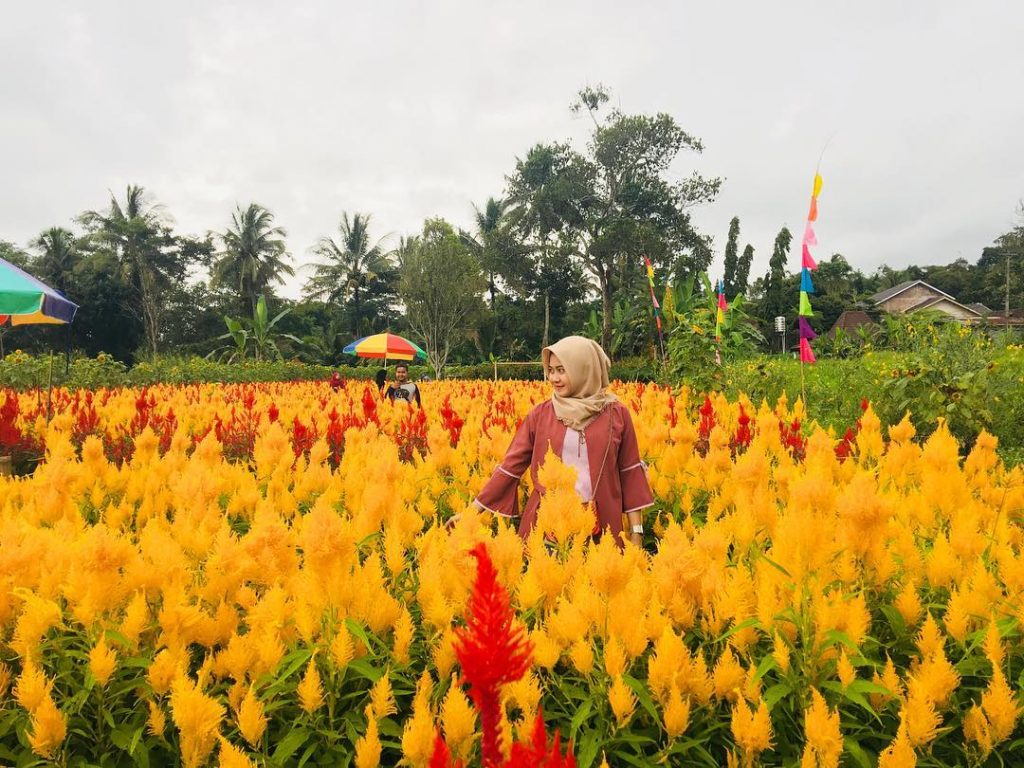 10 Most Beautiful Flower Gardens of Jogja