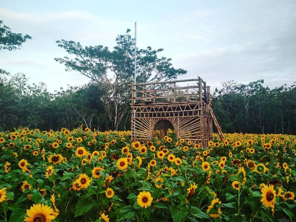10 Most Beautiful Flower Gardens of Jogja