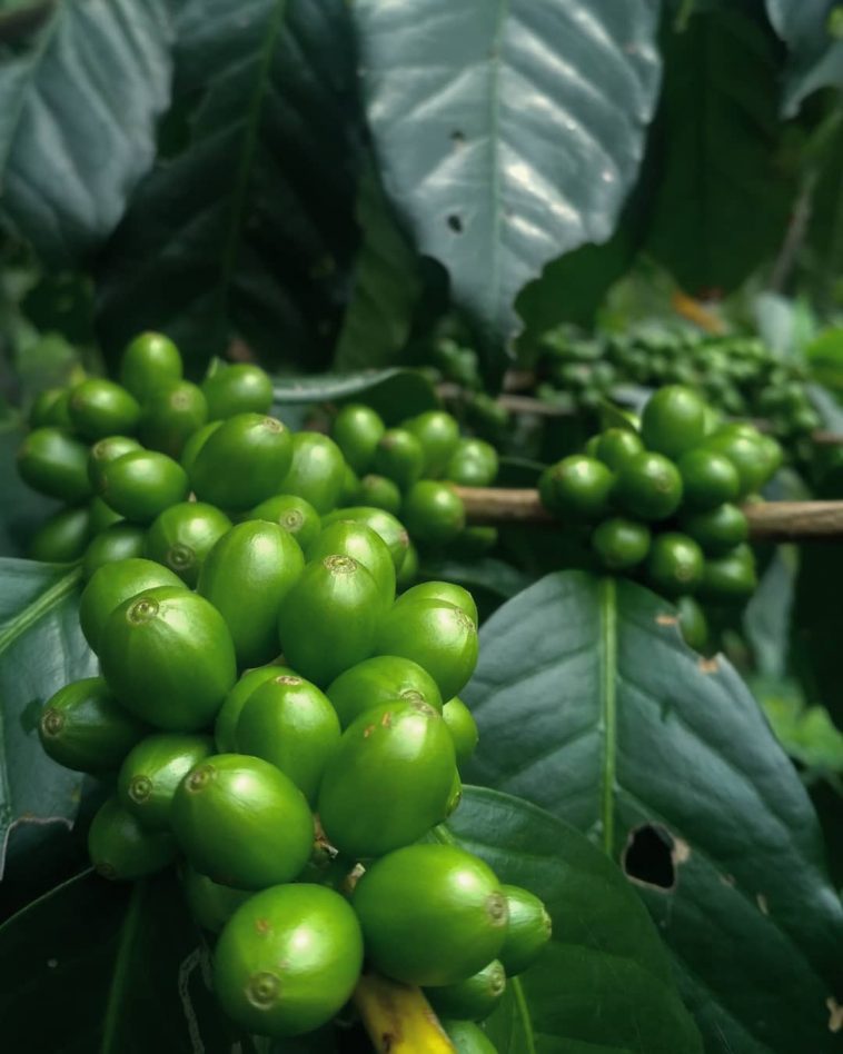 Gambar Kebun Kopi di Jawa Tengah
