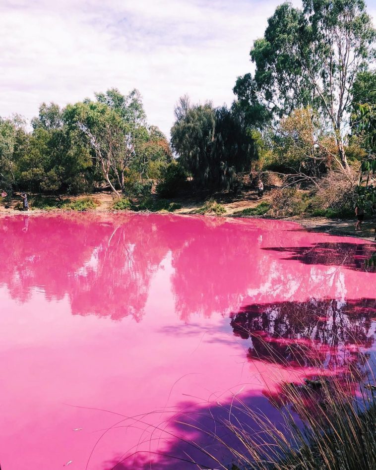 Punya Rupa yang Cantik, Danau Pink di Australia Ini Nggak Boleh Disentuh