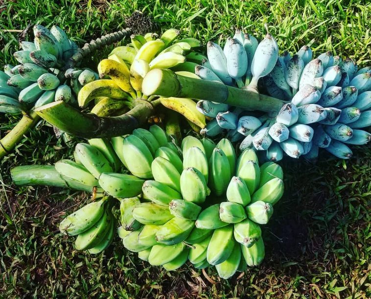 Pisang Unik di Dunia, Ada yang Kulitnya Bisa Dimakan