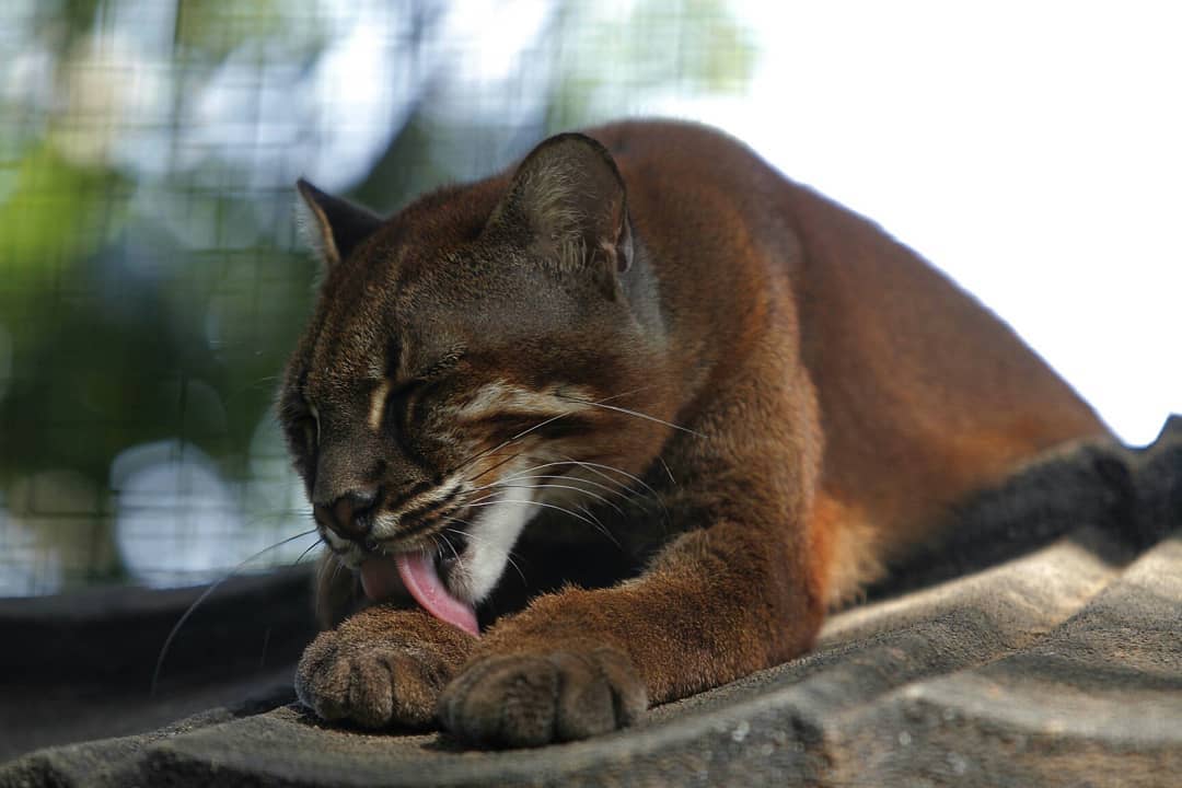 Bukan Babi Hutan, Warga Sumbar Malah Tangkap Kucing Emas yang Langka